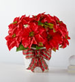 Happiest Holidays Poinsettia